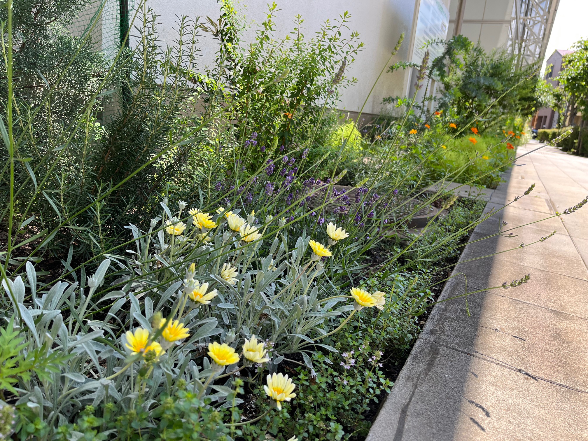 まちなかガーデナー講座（2026年度）